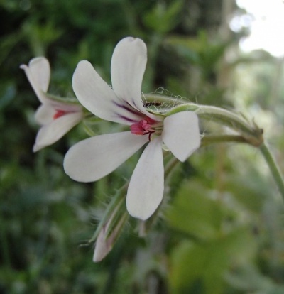 Pelargonium quinquelobatum